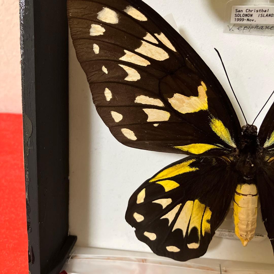 ビクトリアトリバネアゲハ♂♀