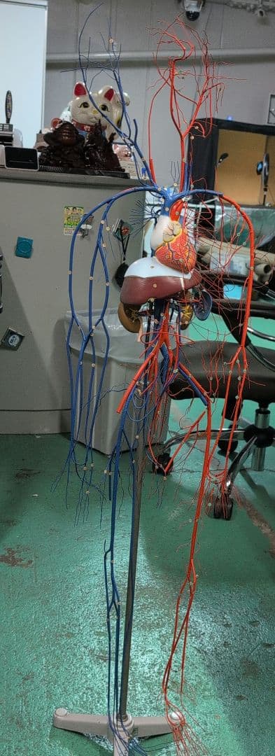 血液循環系模型 透視式