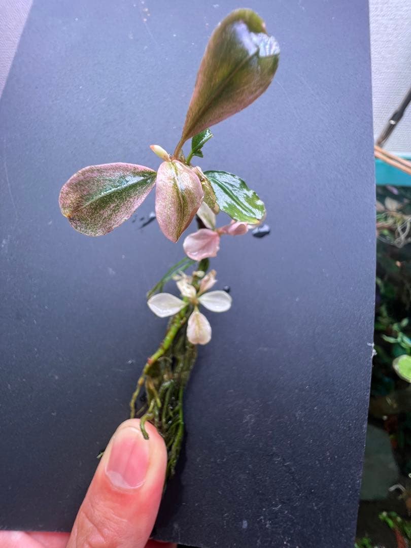 ブセファランドラｓｐ. ピンクバリエガータい斑入り 水中葉