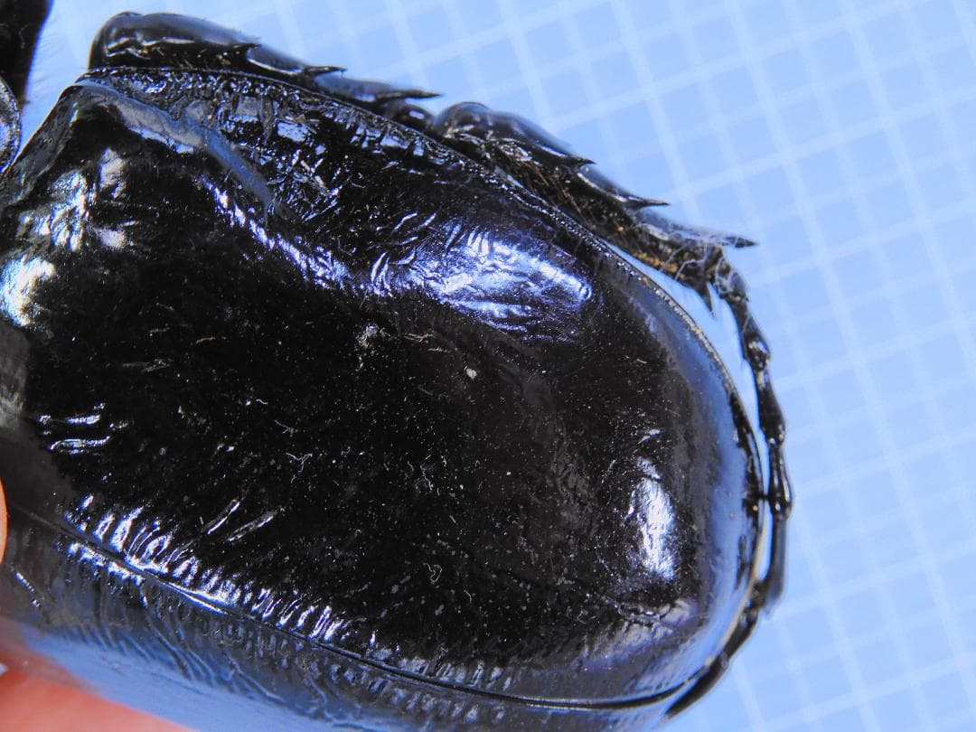 あ*あ様 ペルー産マルスゾウカブト　110mm