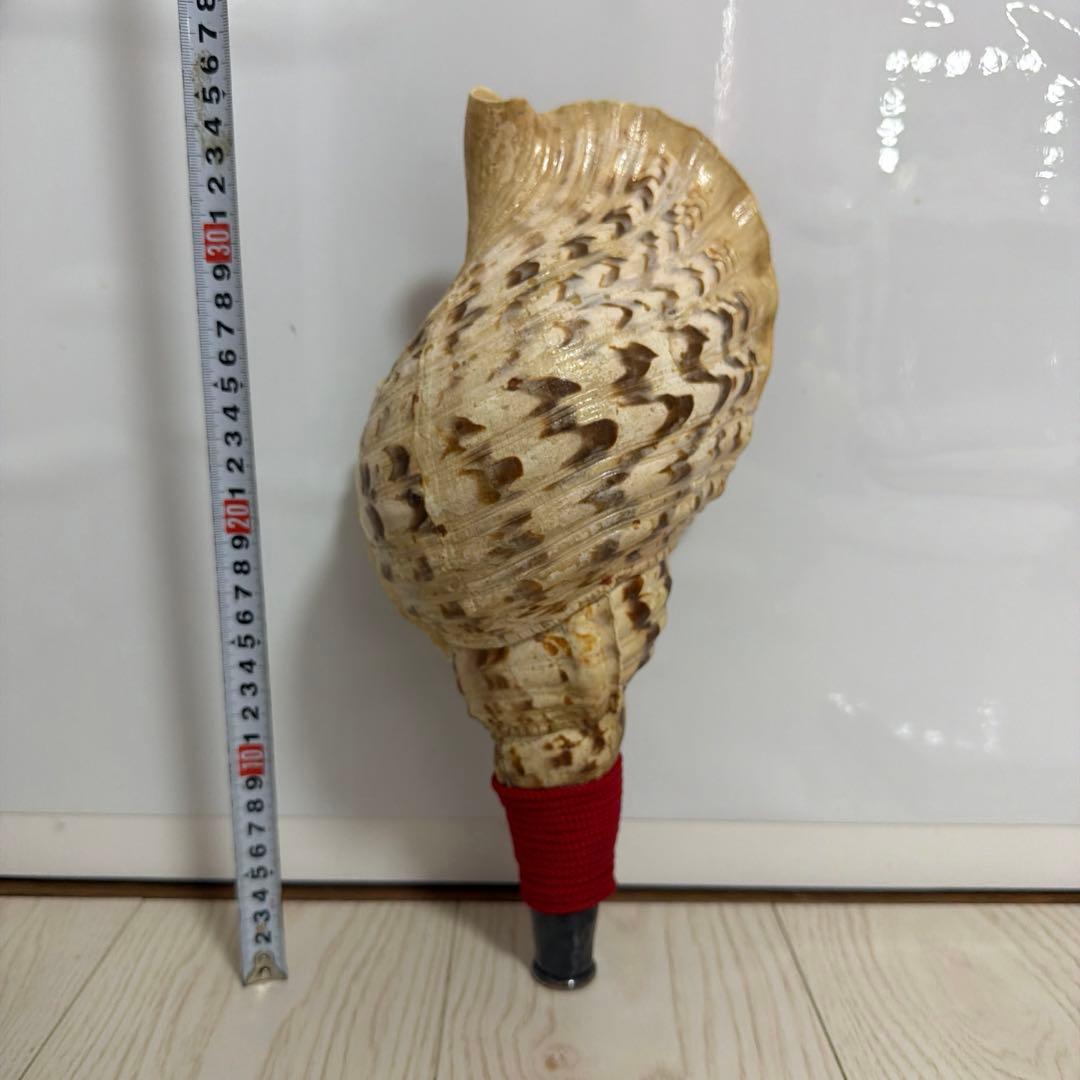 法螺貝 ほら貝 36.5cm‼️