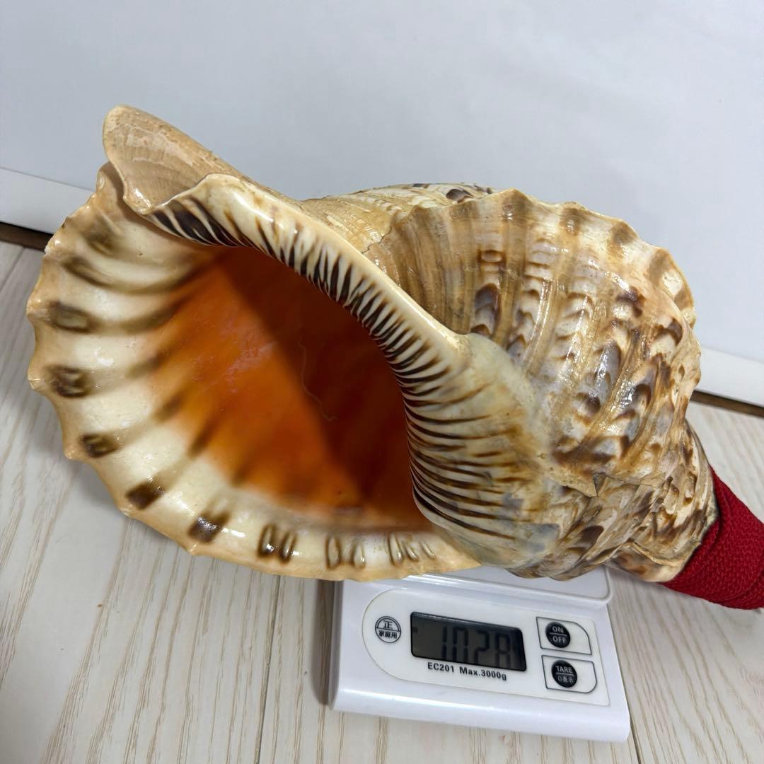 法螺貝 ほら貝 36.5cm‼️
