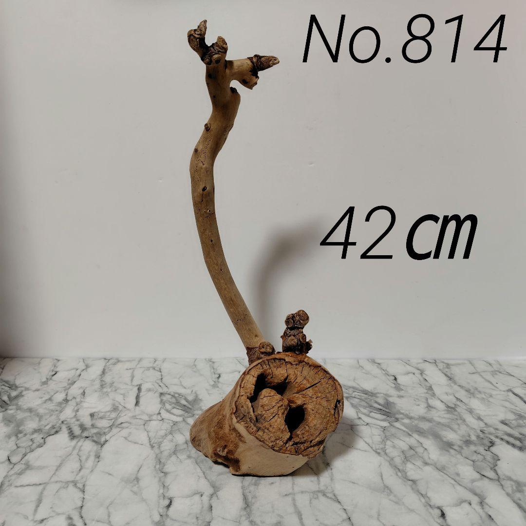 アク抜き済み流木【814】セール