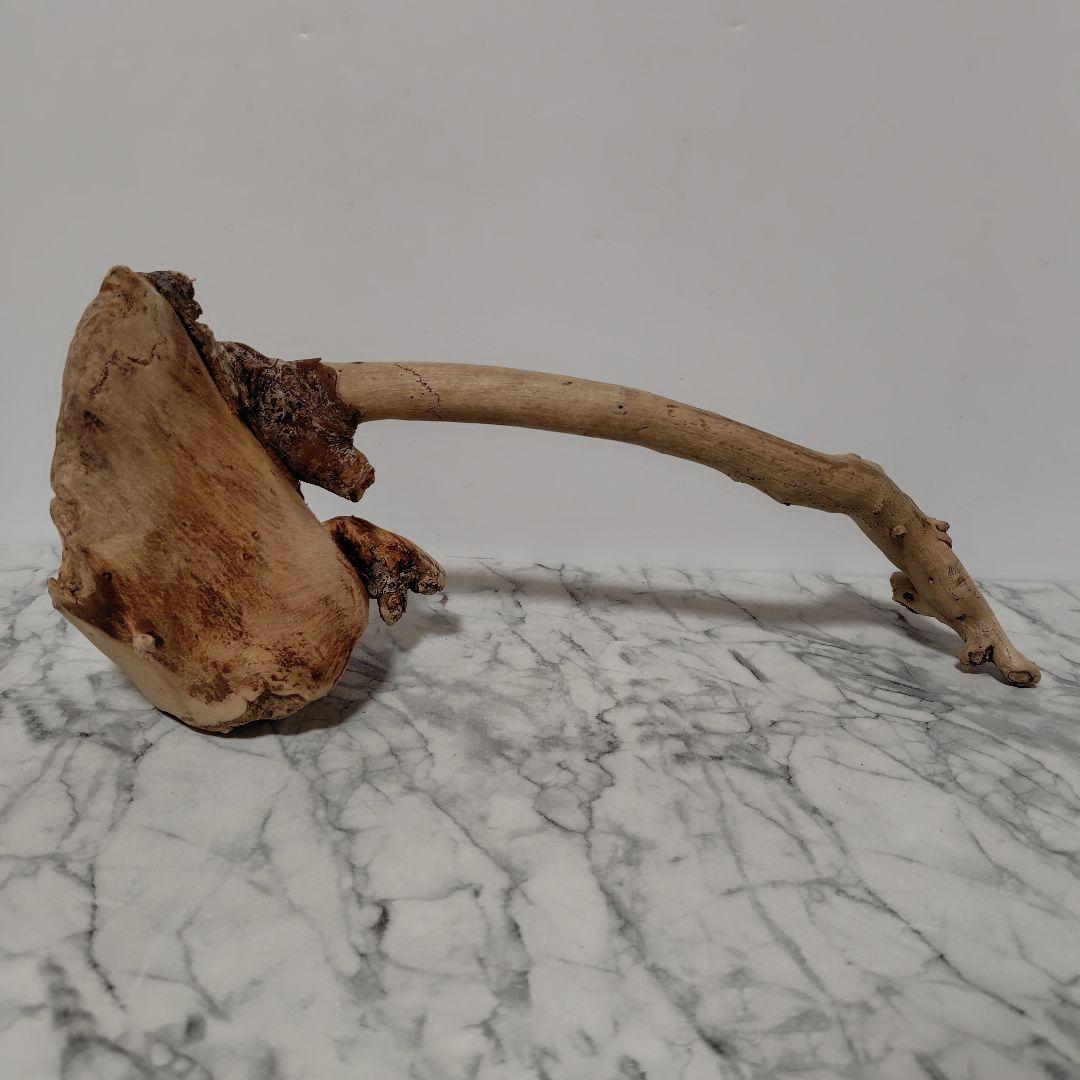 アク抜き済み流木【814】セール