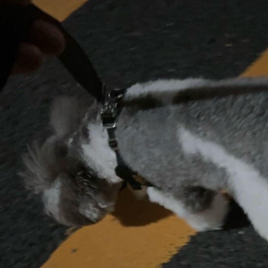 prada Sサイズ ブラック ナイロンハーネス