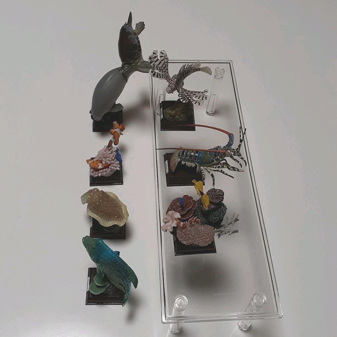 フィギュア　鳥羽水族館立体コレクション