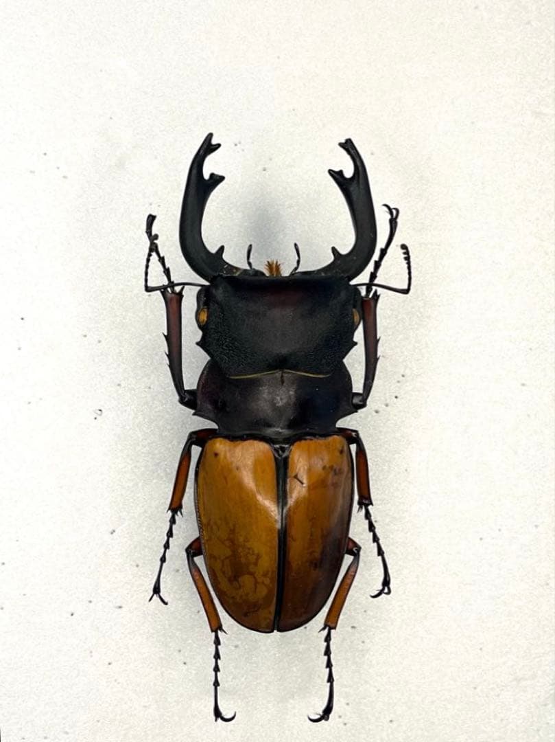 大型フェモラリスツヤクワガタ　原名亜種