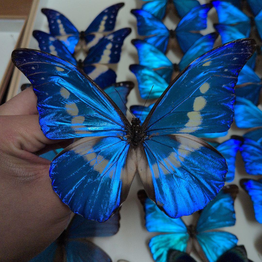 蝶標本 昆虫標本 外国産蝶標本　ヘレナモルフォ