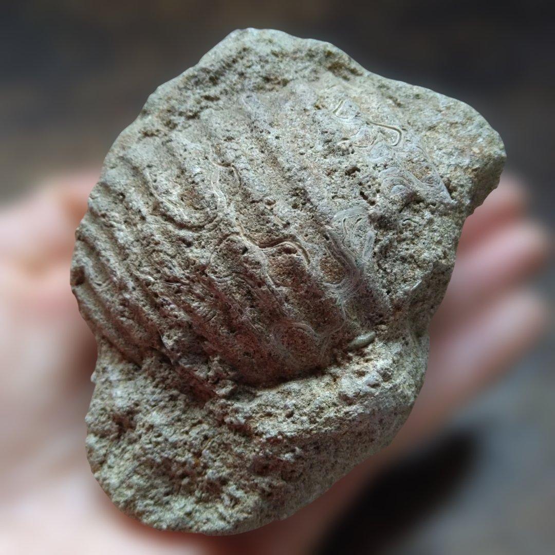 美術 デッサン用 コレクション 極美品 ハヤミア・レックス 化石