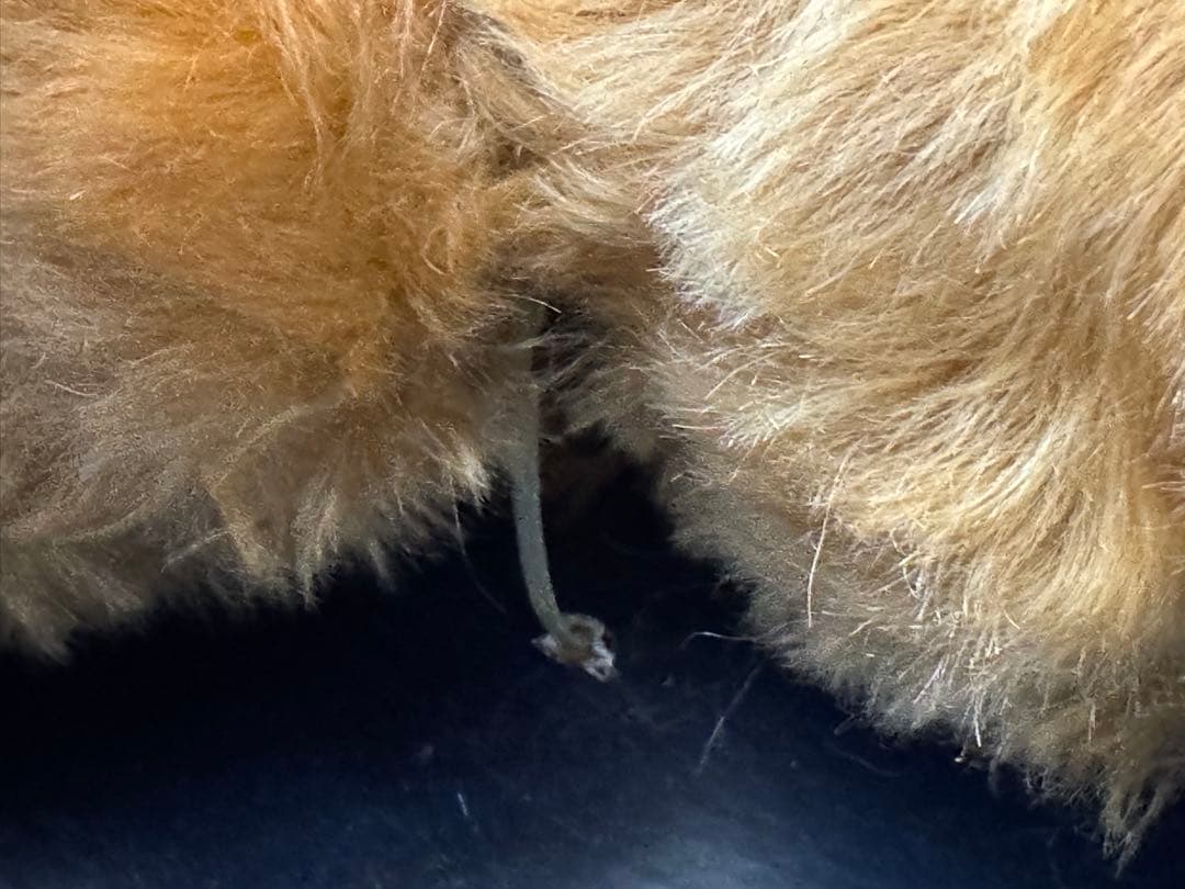 シュタイフ　steiff 1904レプリカ　Barle 35PB 超美品