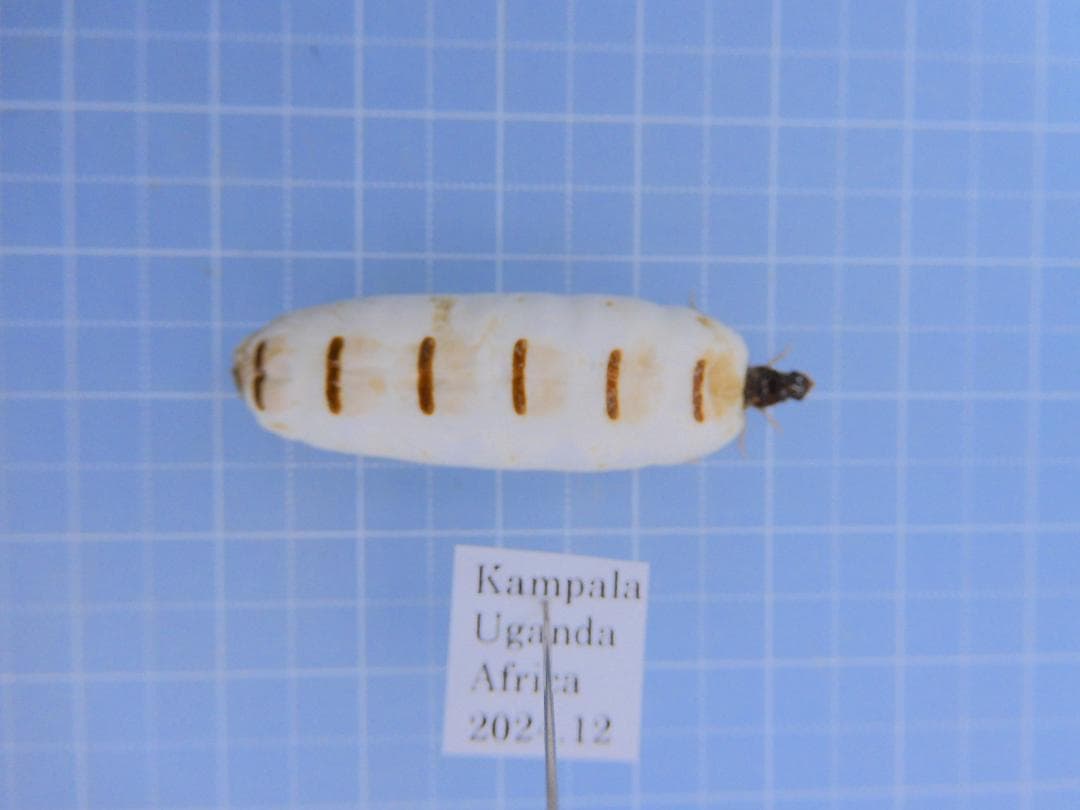 ウガンダ産　シロアリ女王　39mm 珍品です。