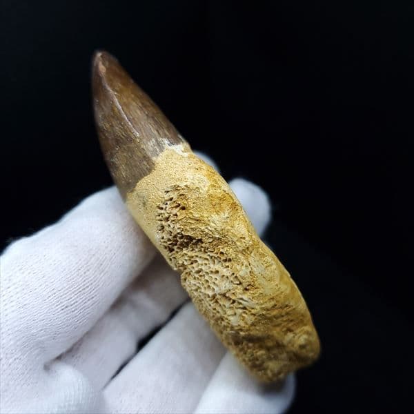 歯根付き モササウルス 化石 歯 本物 モロッコ産 77.26mm mos28