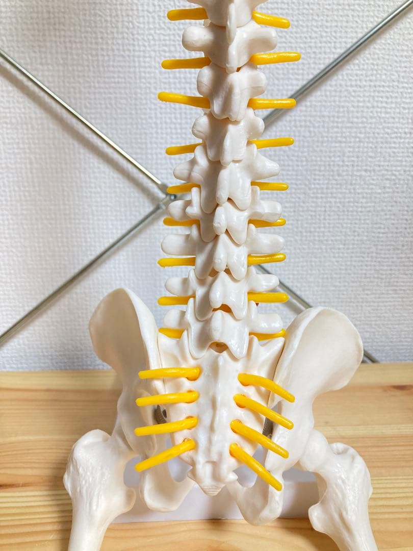 ☆ 激レア！！ 脊椎模型 約47cm 標本 人体模型 整体 骨格模型 骨格標本