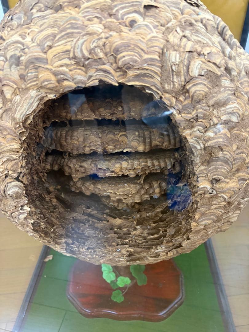 ハチの巣標本 ガラスケース付き