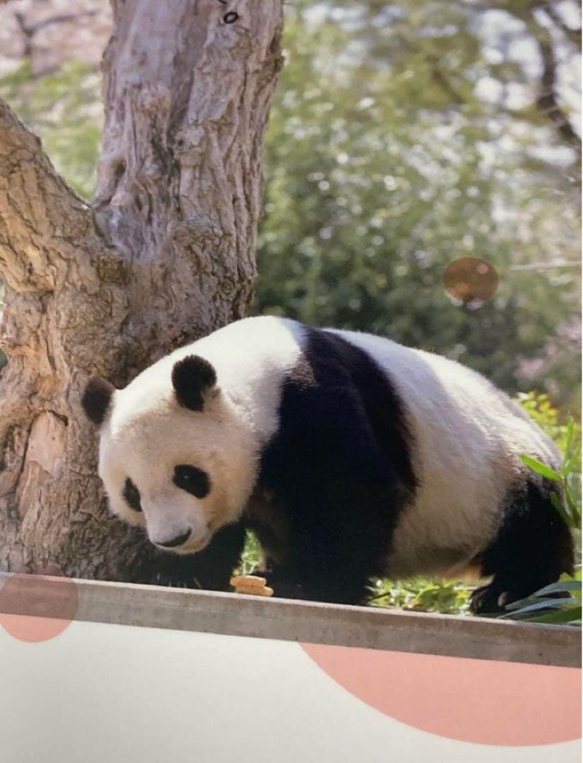 タンタン　神戸新聞 縮刷版 2021年　ジャイアントパンダ　１冊　数量限定　レア