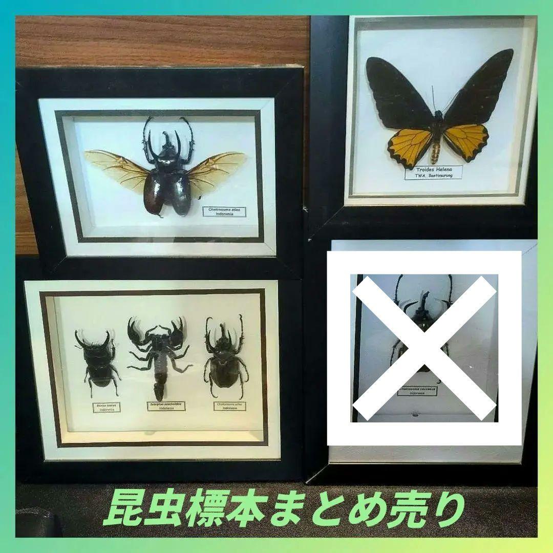 【売り切り特価】額入り昆虫標本 まとめ売り