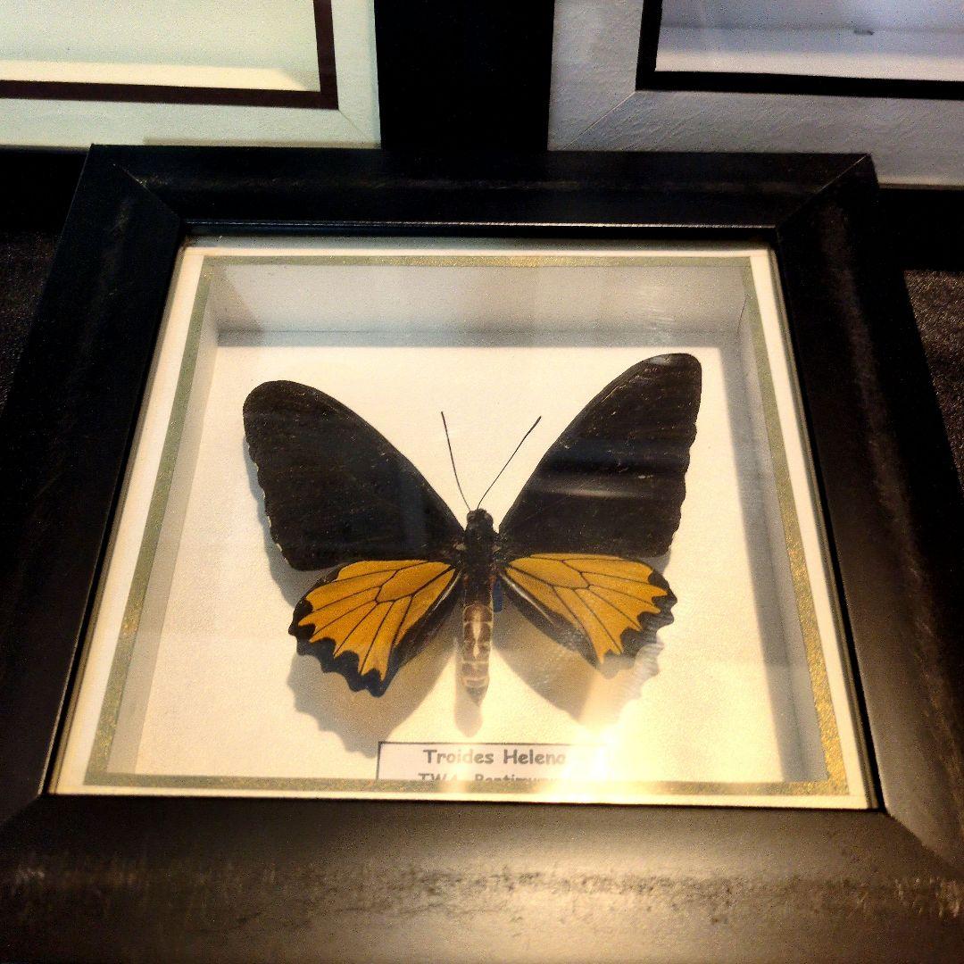 【売り切り特価】額入り昆虫標本 まとめ売り