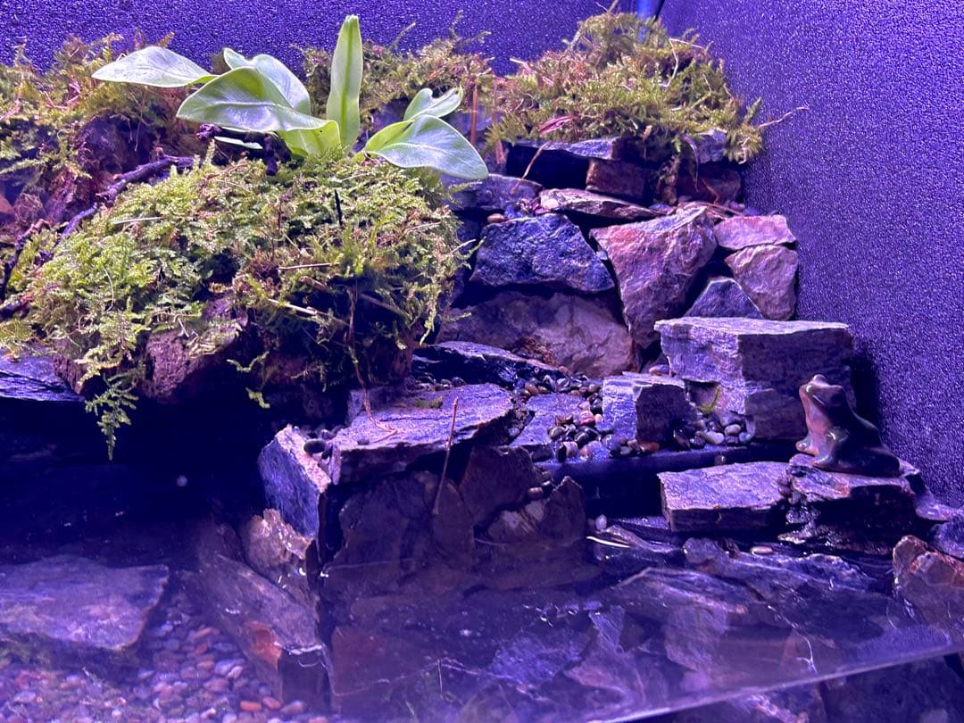 水の流れる滝テラリウム水槽　60サイズ　ガジュマル