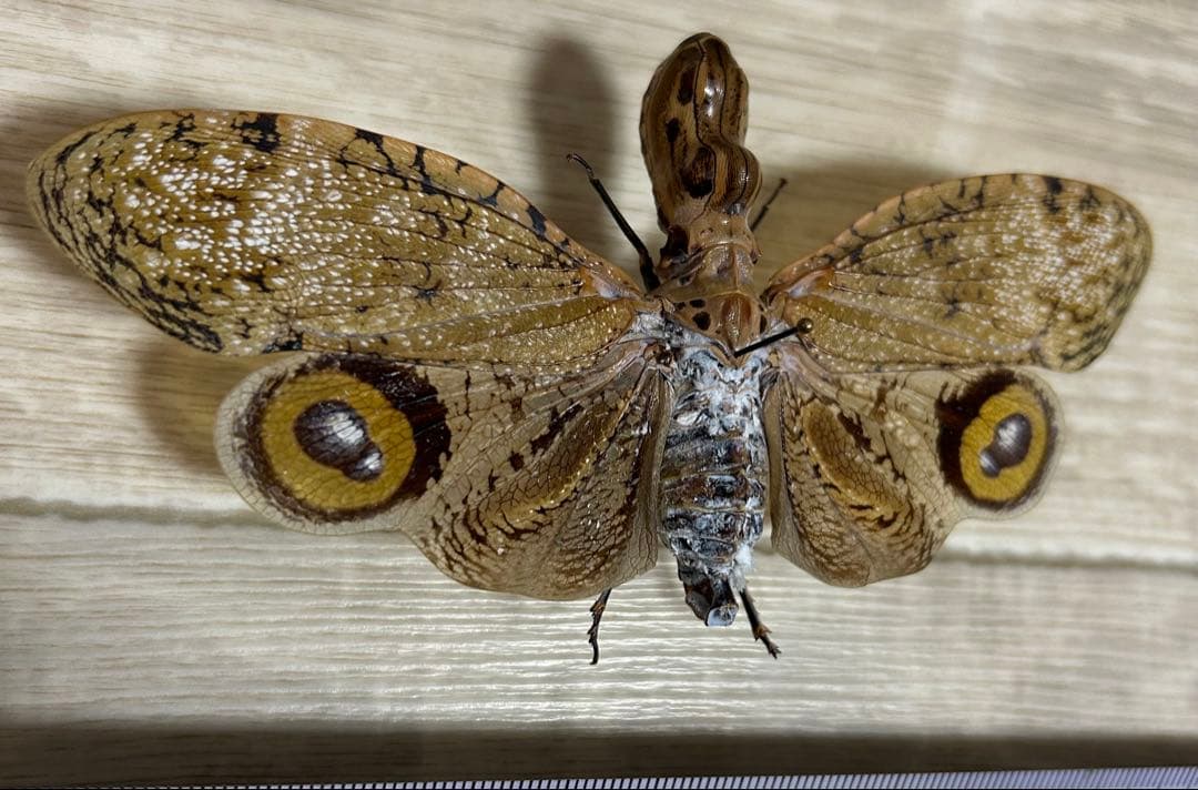 ペルー産　ユカタンビワハゴロモ　標本