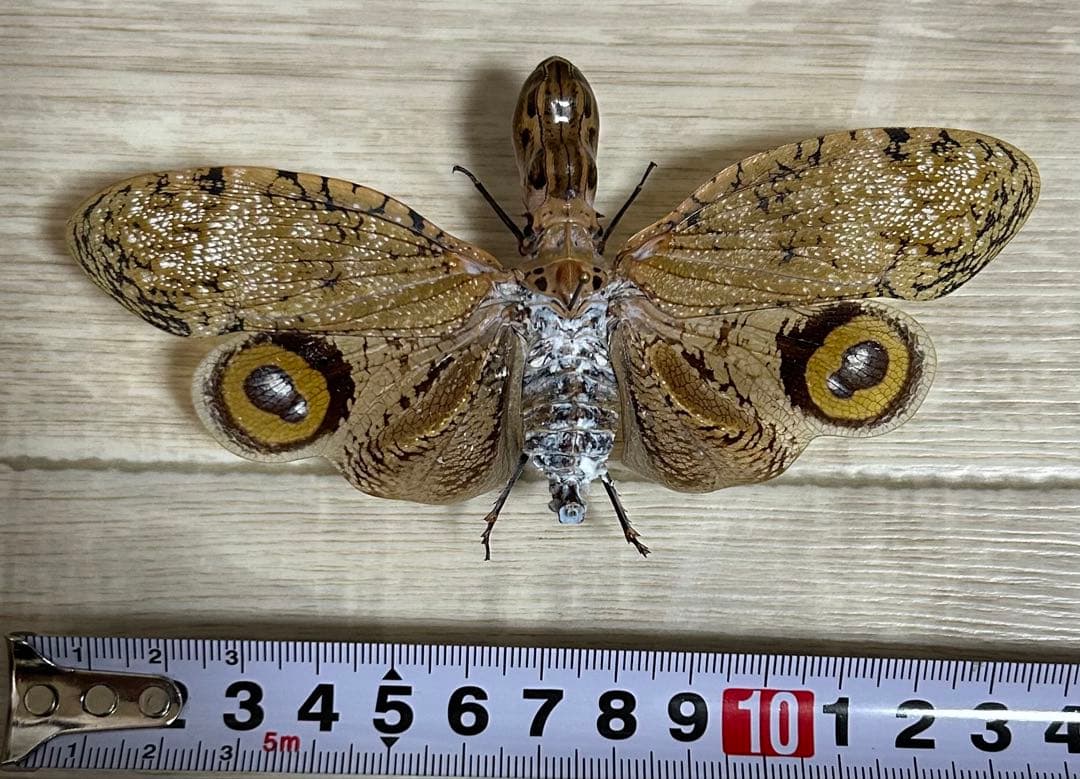 ペルー産　ユカタンビワハゴロモ　標本