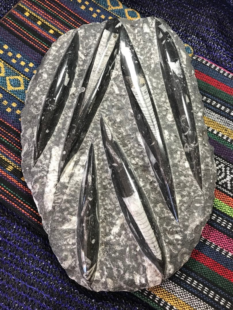 モロッコ産【オルソセラス群/直角貝群】古生代デボン紀/化石[002