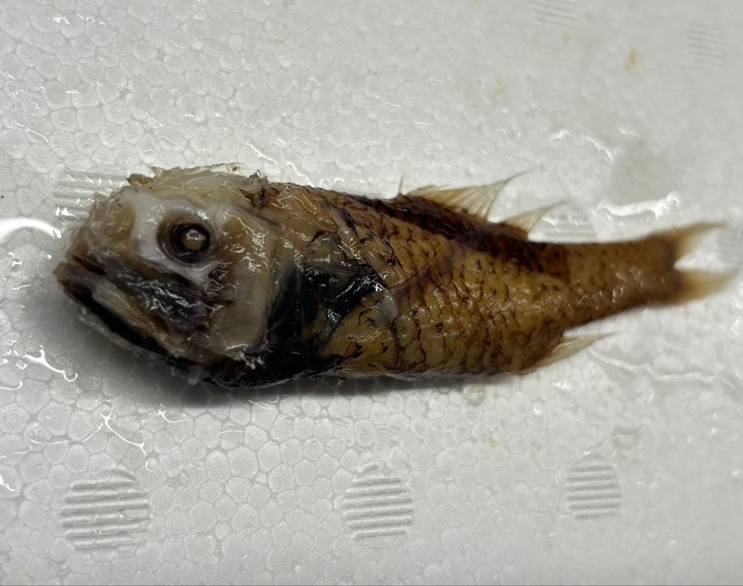 超稀少！カブトウオ液浸標本