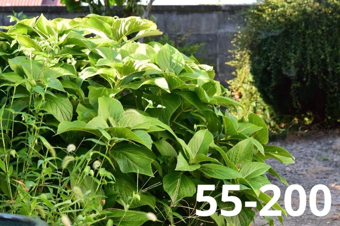 Nikon D5300★Wi-Fi搭載 ダブルレンズ 初心者 ショット数少ない！