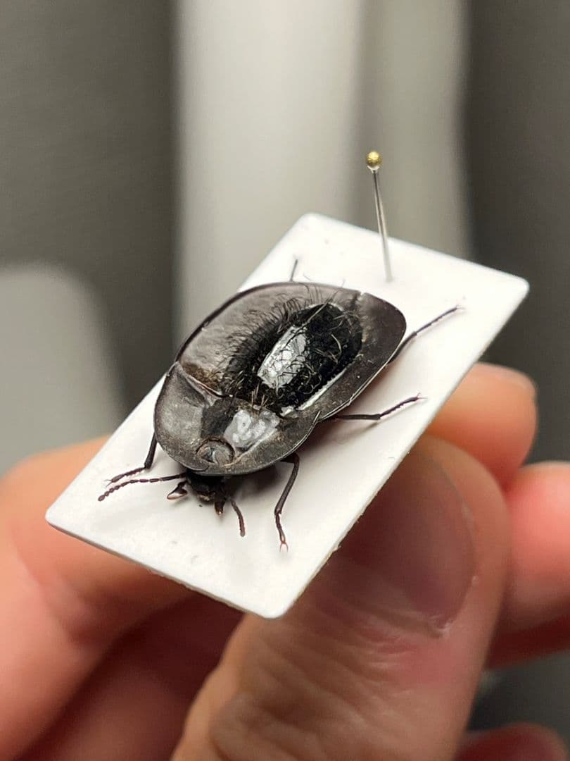 【属内最高峰】パイザラゴミムシ 巨大 昆虫標本 標本 甲虫 オサムシ ハンミョウ
