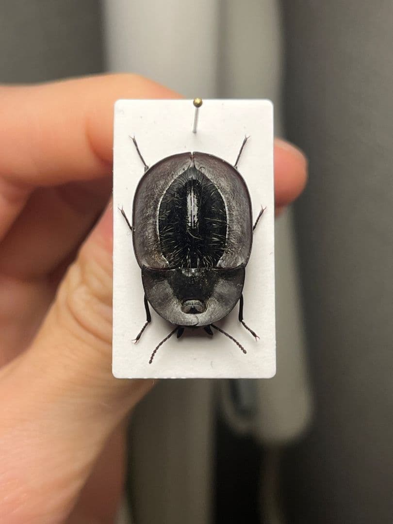 【属内最高峰】パイザラゴミムシ 巨大 昆虫標本 標本 甲虫 オサムシ ハンミョウ