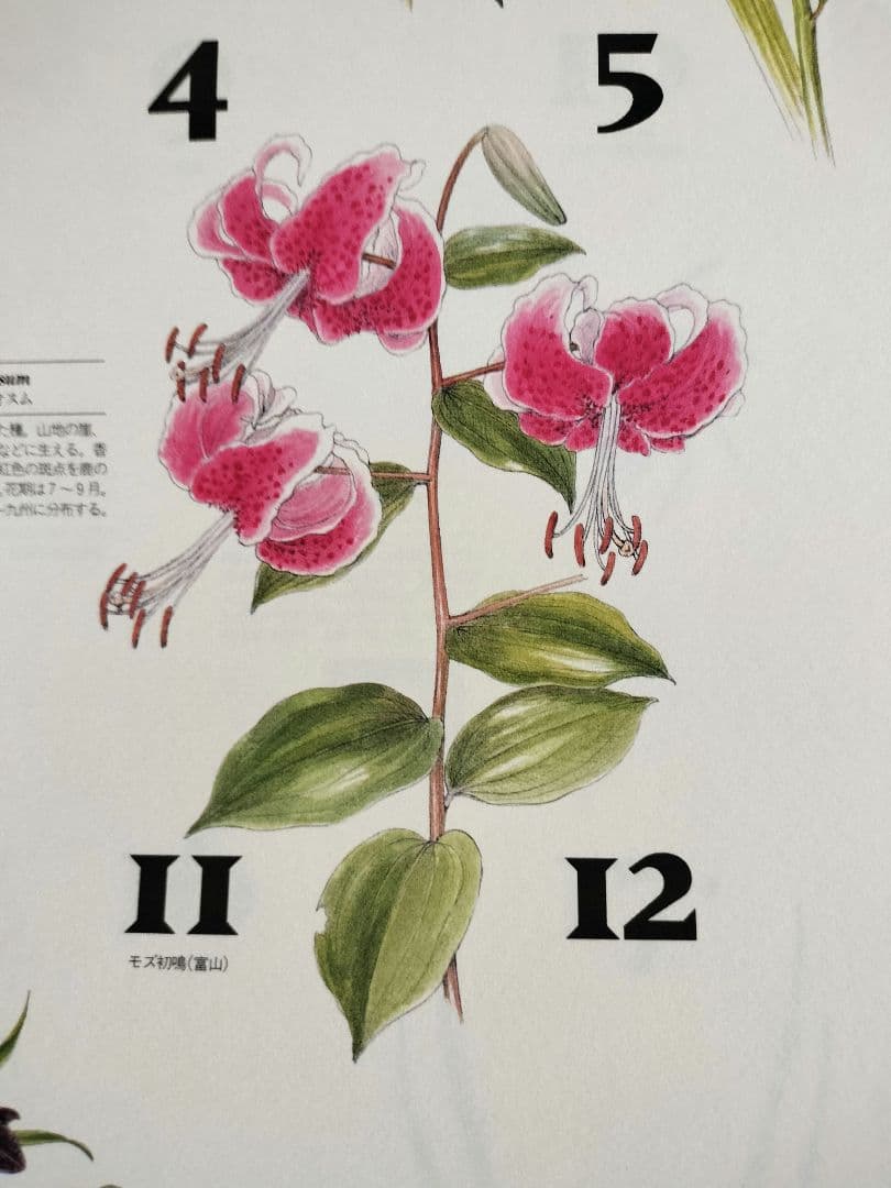 BE-PAL ビーパル カレンダー 新品未使用 1995年　ヴィンテージ