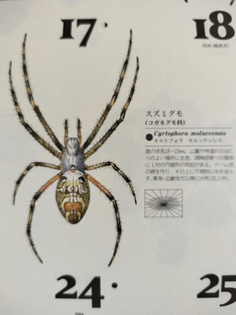 BE-PAL ビーパル カレンダー 新品未使用 1995年　ヴィンテージ