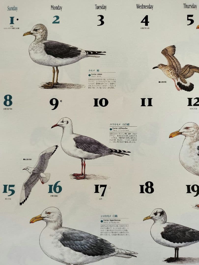 BE-PAL ビーパル カレンダー 新品未使用 1995年　ヴィンテージ