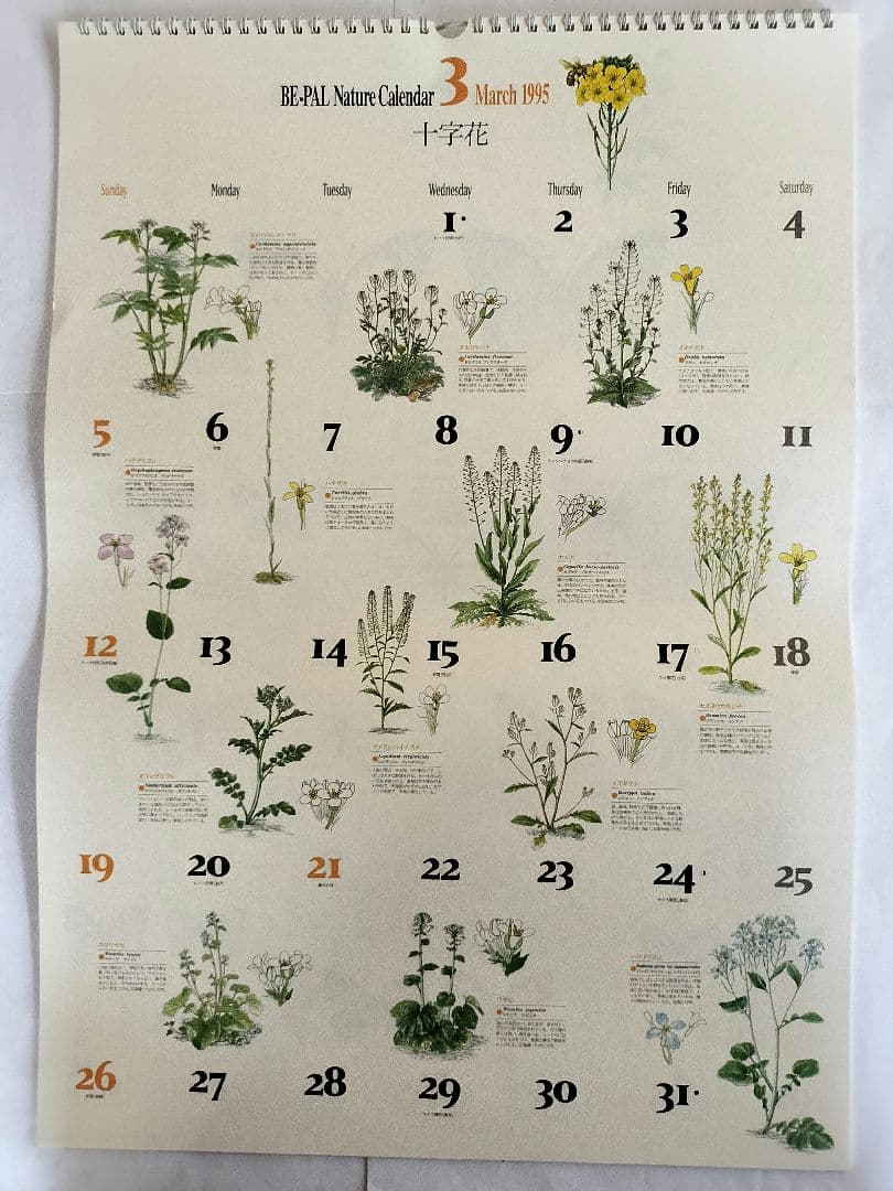 BE-PAL ビーパル カレンダー 新品未使用 1995年　ヴィンテージ