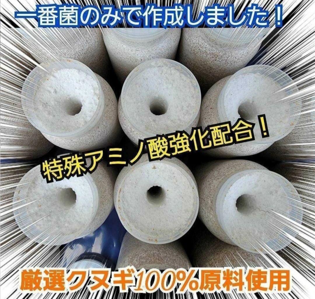オオヒラタケ菌糸瓶1100ml【８本】特殊アミノ酸強化配合！オオクワガタに抜群！
