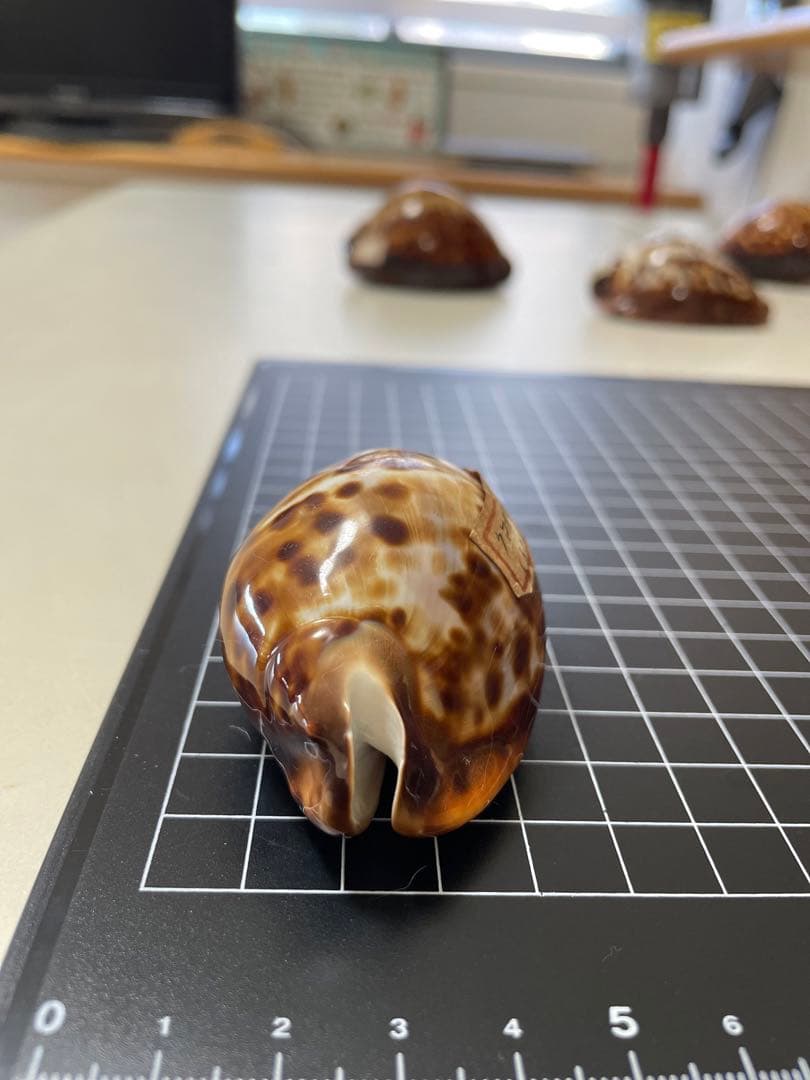 クロガネダカラ　貝殻　標本