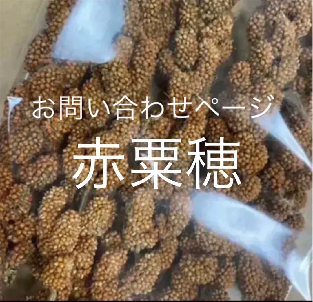 オカメインコ 赤栗穂　A 級　B級　C級　　お問い合わせページ