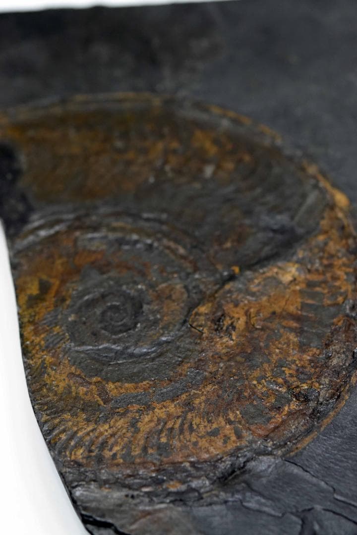 アンモナイトの化石 k3-420(yh)
