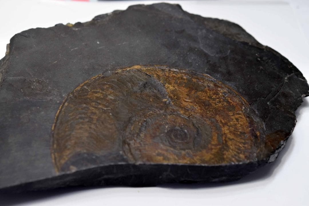 アンモナイトの化石 k3-420(yh)