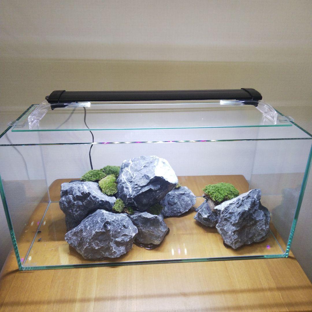 【完成品】アクアテラリウム　イモリウム　苔テラリウム