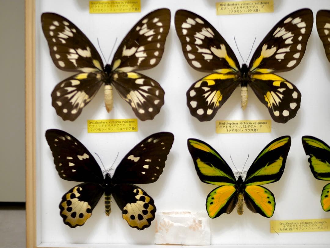 稀少種 極美 珠玉標本 大型ビクトリアトリバネアゲハ 産地別コレクションドイツ箱