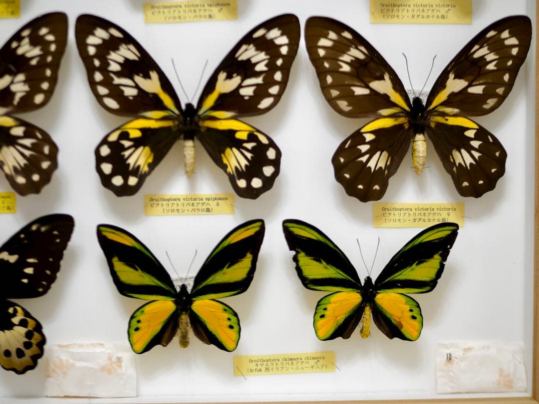 稀少種 極美 珠玉標本 大型ビクトリアトリバネアゲハ 産地別コレクションドイツ箱