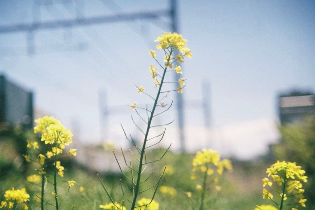 【即使用可能】Canon EOS5 QD 一眼フィルムセット