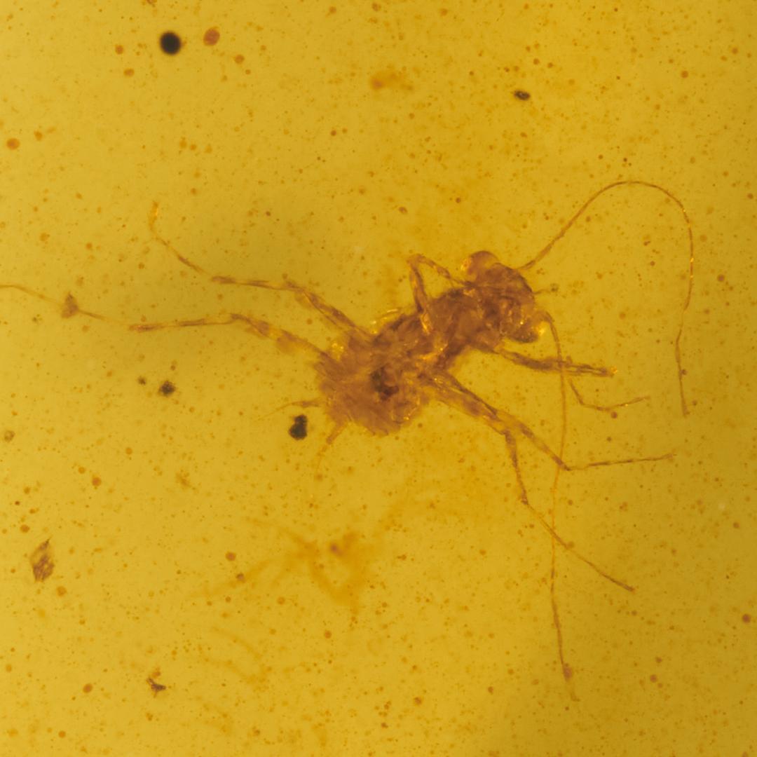 レア極上品 PA0061虫入り琥珀化石　ミャンマーカムティかタナイ9900万年前