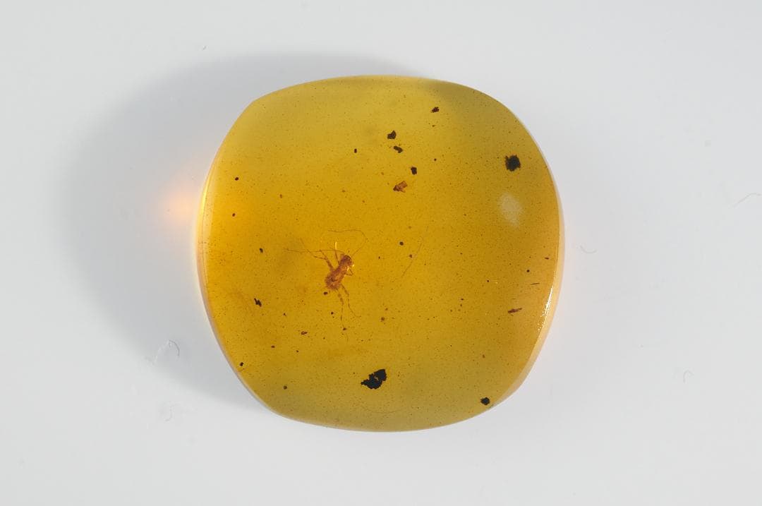 レア極上品 PA0061虫入り琥珀化石　ミャンマーカムティかタナイ9900万年前