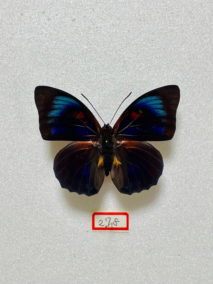 【ハイブリッド】アグリアス×プレポナ（メス、ペルー産）