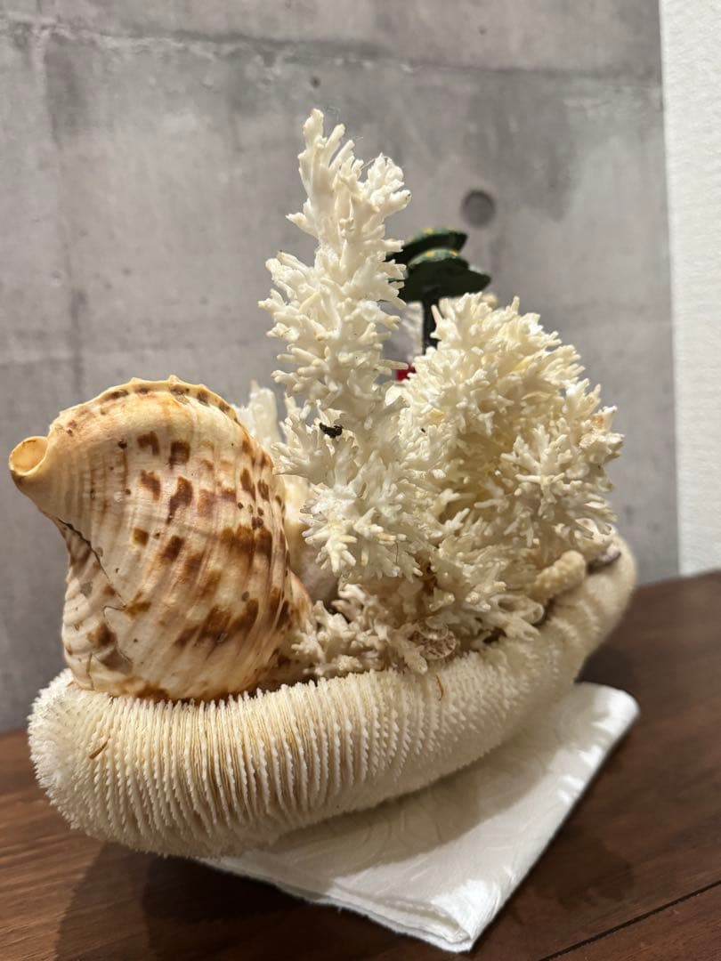白珊瑚天然　オブジェ　アクアリウム　インテリア　デコレーション サンゴ