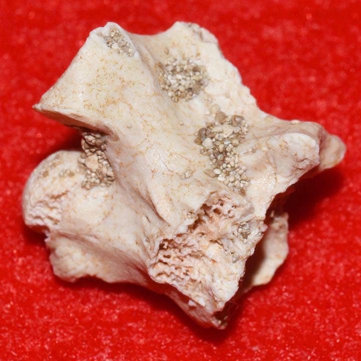 モロッコ産 パラエオフィスの椎骨化石