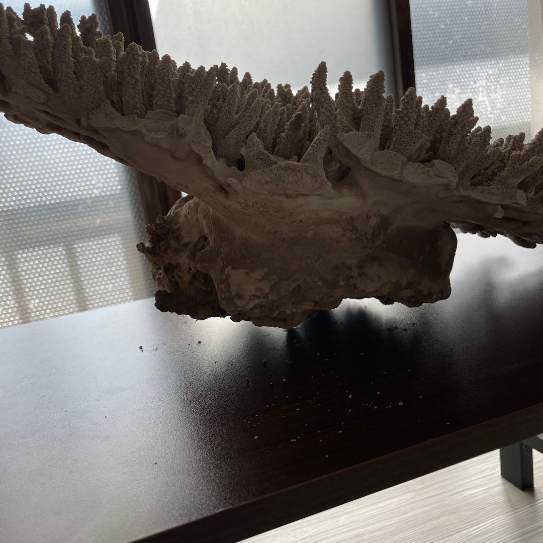 珊瑚 天然 大型 約50×35cm 約8kg インテリア オブジェ
