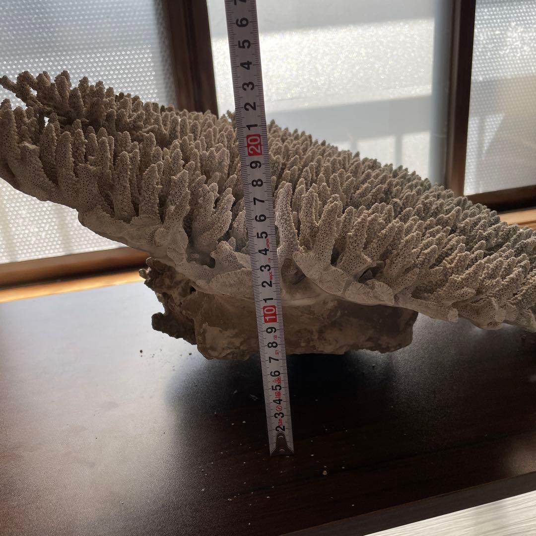 珊瑚 天然 大型 約50×35cm 約8kg インテリア オブジェ