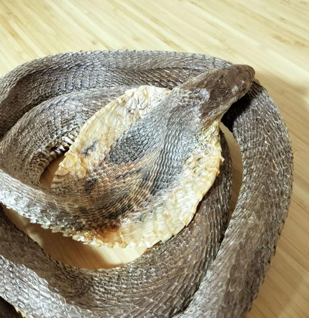 標本　コブラ　剥製